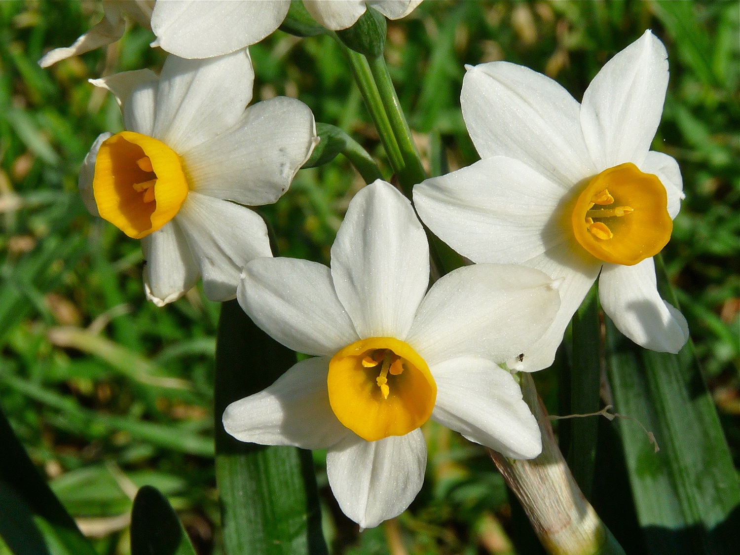 Tazette, Narcissus tazetta