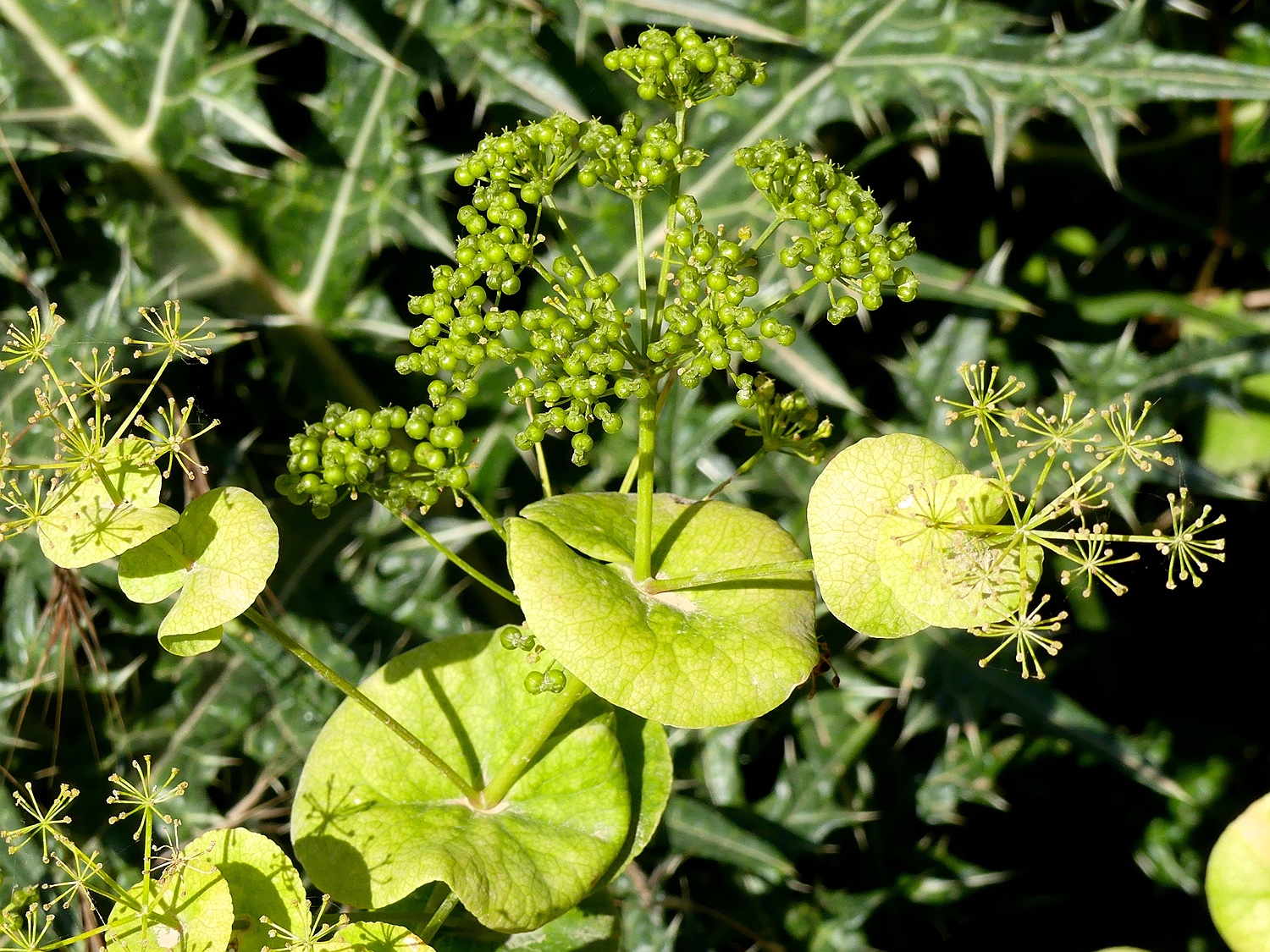 Stängelumfassende Gelbdolde, Smyrnium perfoliatum ssp. rotundifolium