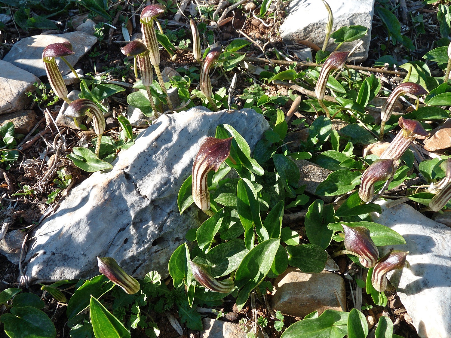 Gewöhnlicher Krummstab, Arisarum vulgare