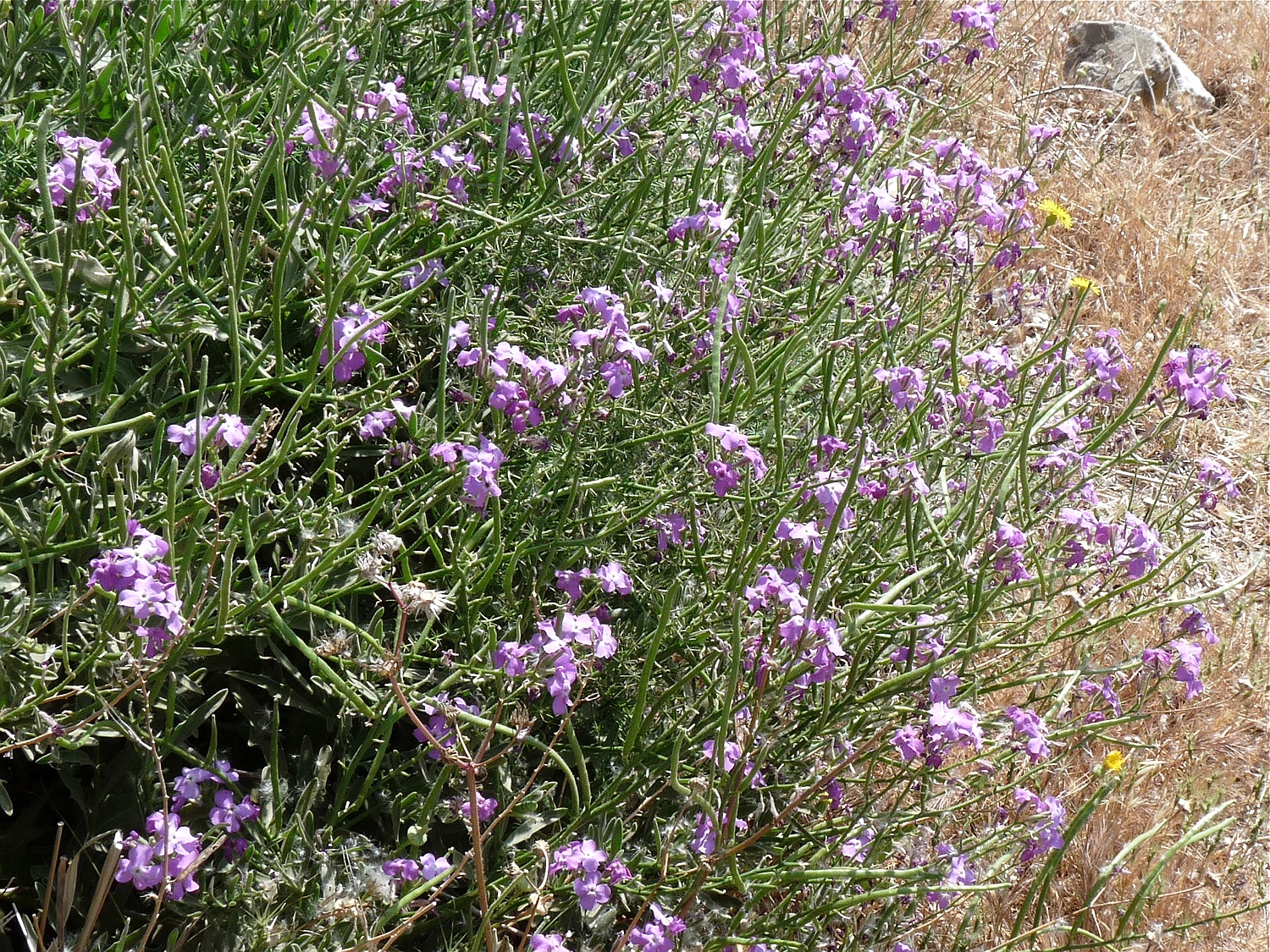 Matthiola sinuata