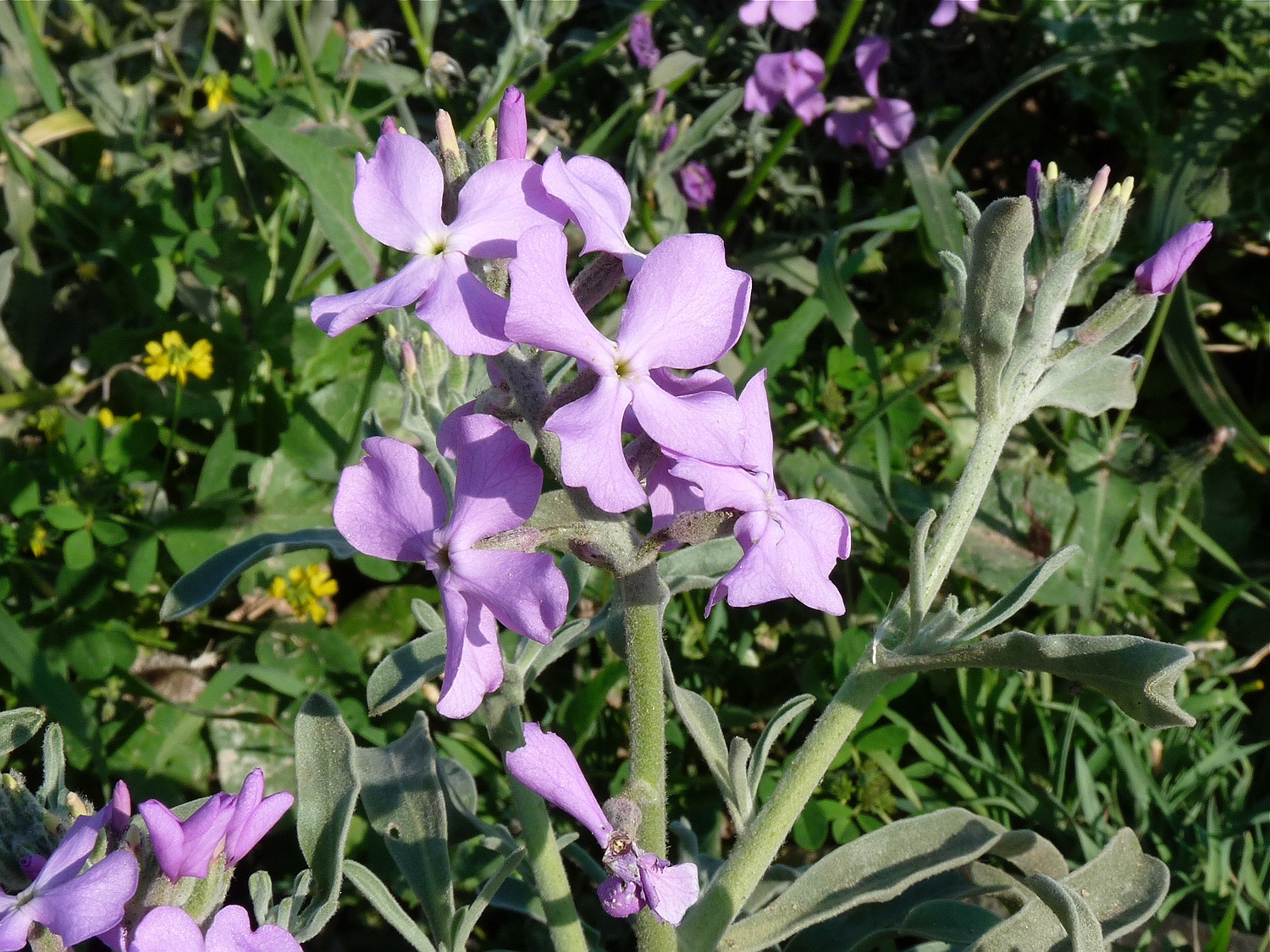 Matthiola sinuata