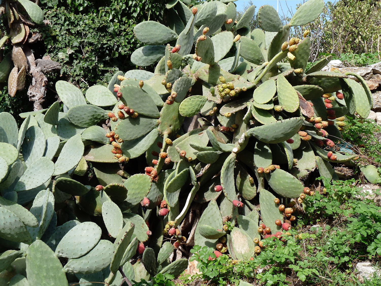 Feigenkaktus, Opuntia ficus-indica