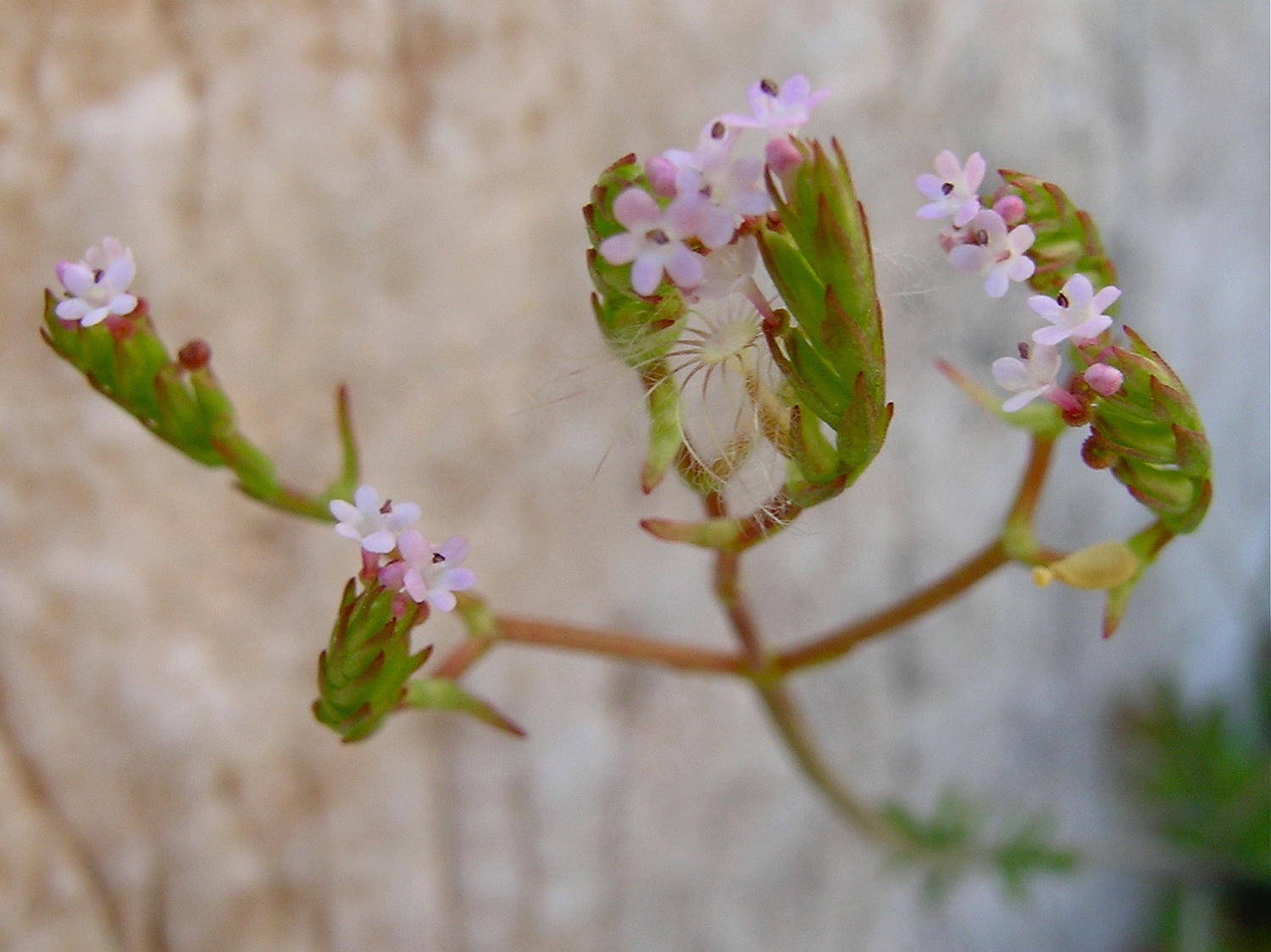 Fußangel-Spornblume, Centranthus calcitrapae