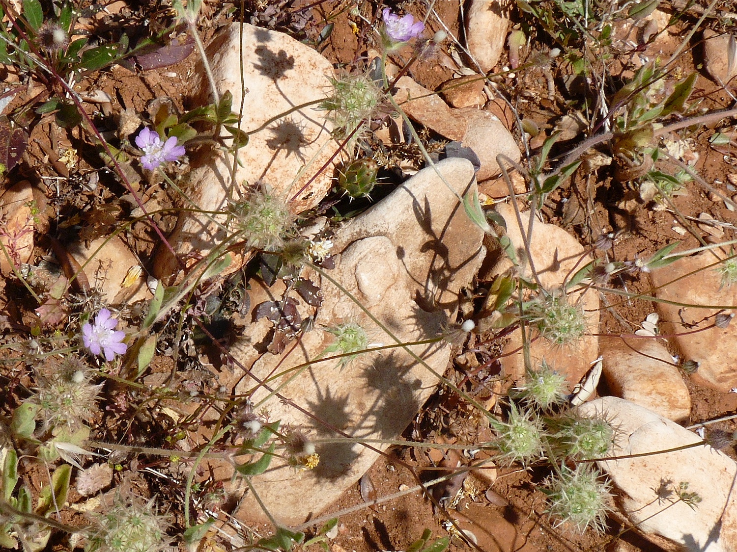 Palästina-Grasskabiose, Lomelosia brachiata