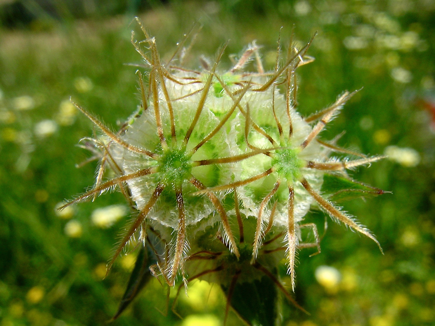 Palästina-Grasskabiose, Lomelosia brachiata