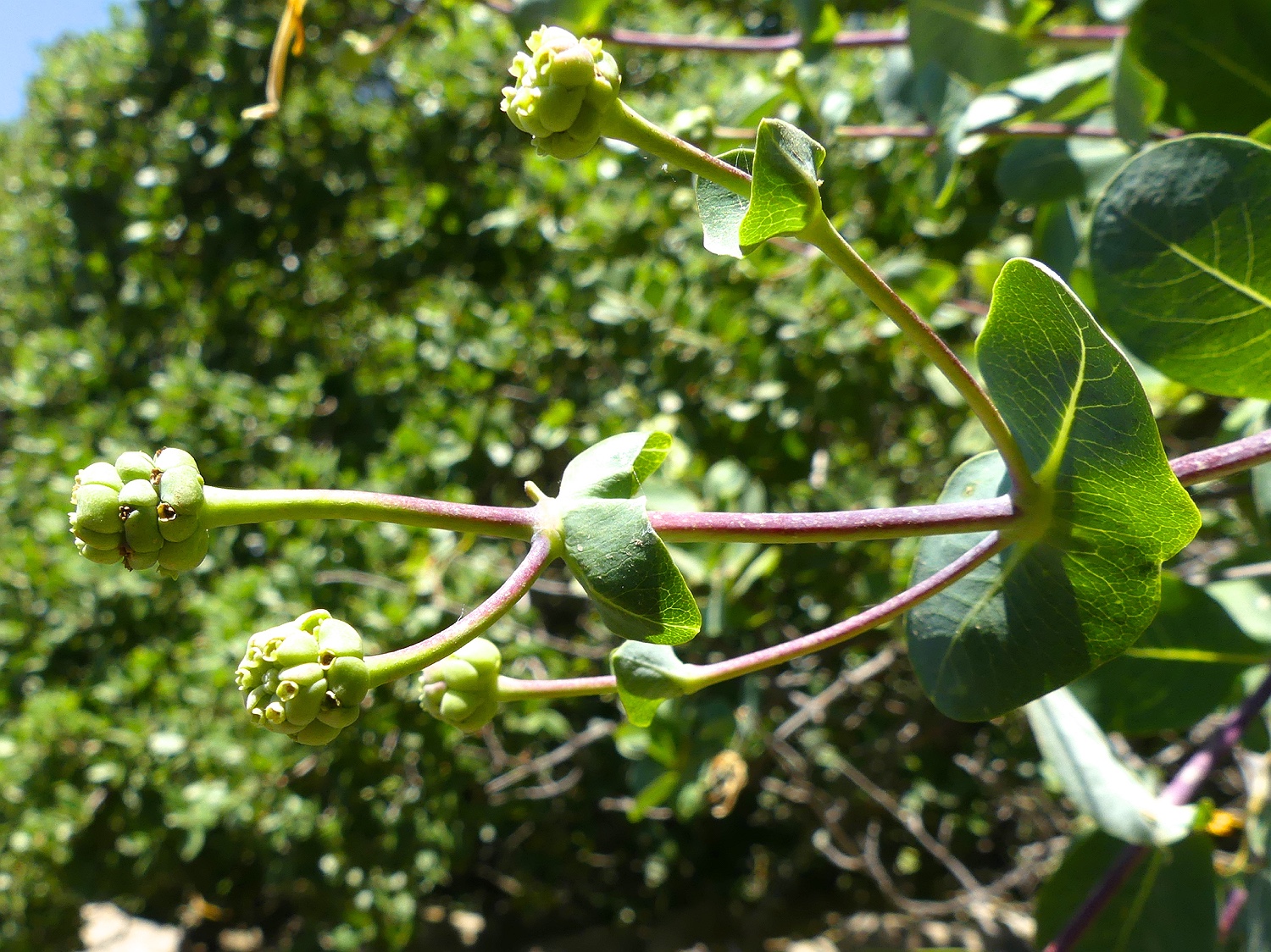 Etrurisches Geißblatt, Lonicera etrusca