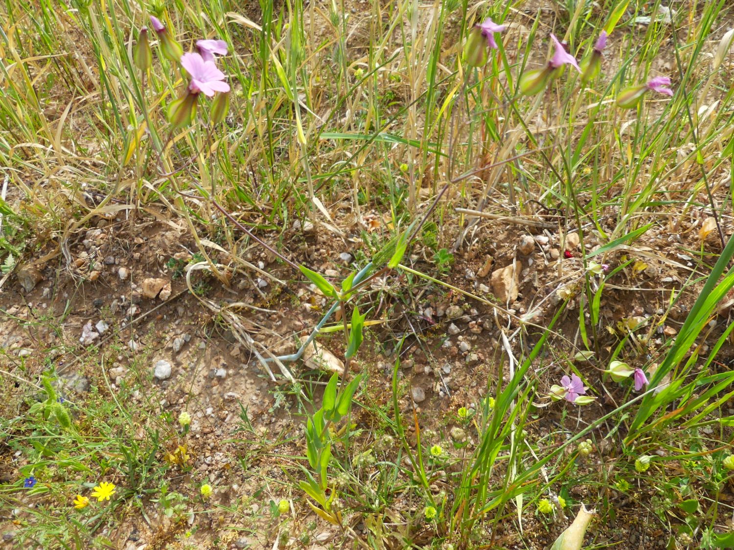 Kuhnelke, Vaccaria hispanica