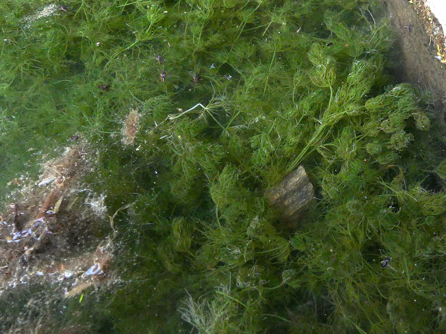 Zartes Hornblatt, Ceratophyllum submersum