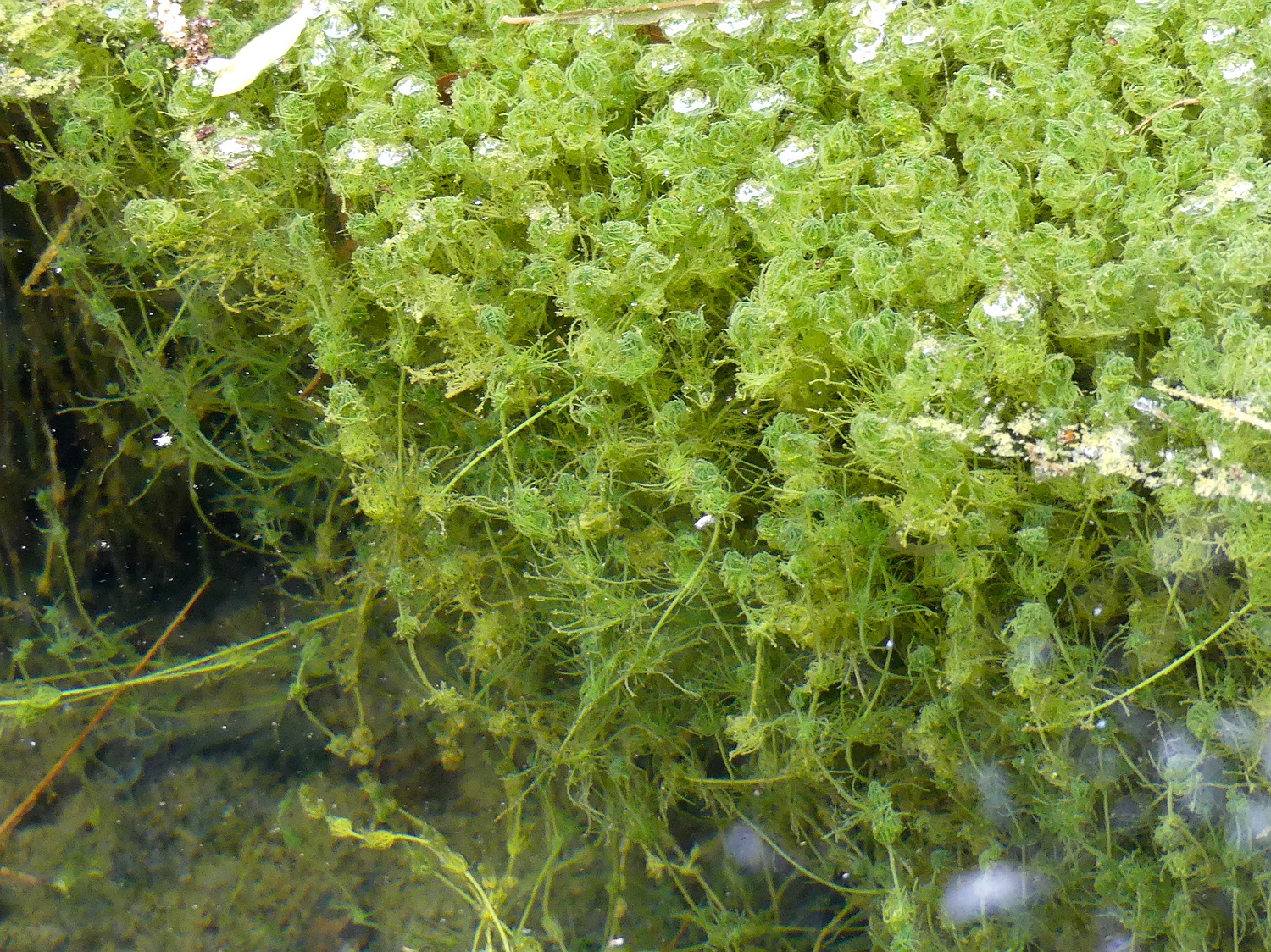 Zartes Hornblatt, Ceratophyllum submersum