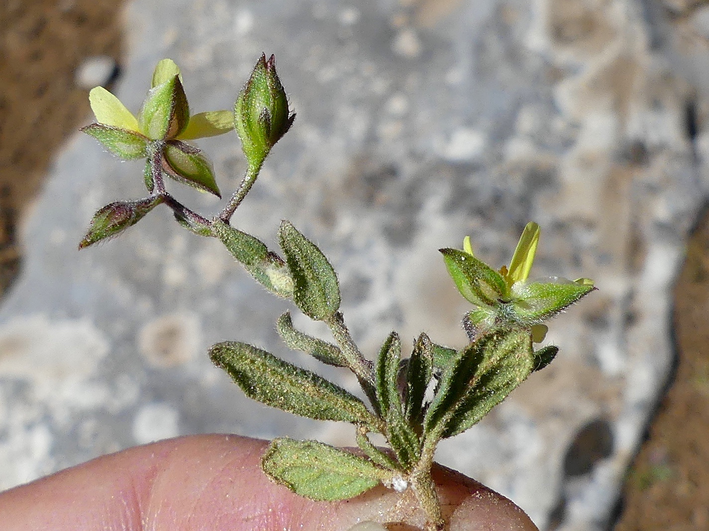 Weidenblättriges Sonnenröschen, Helianthemum salicifolium
