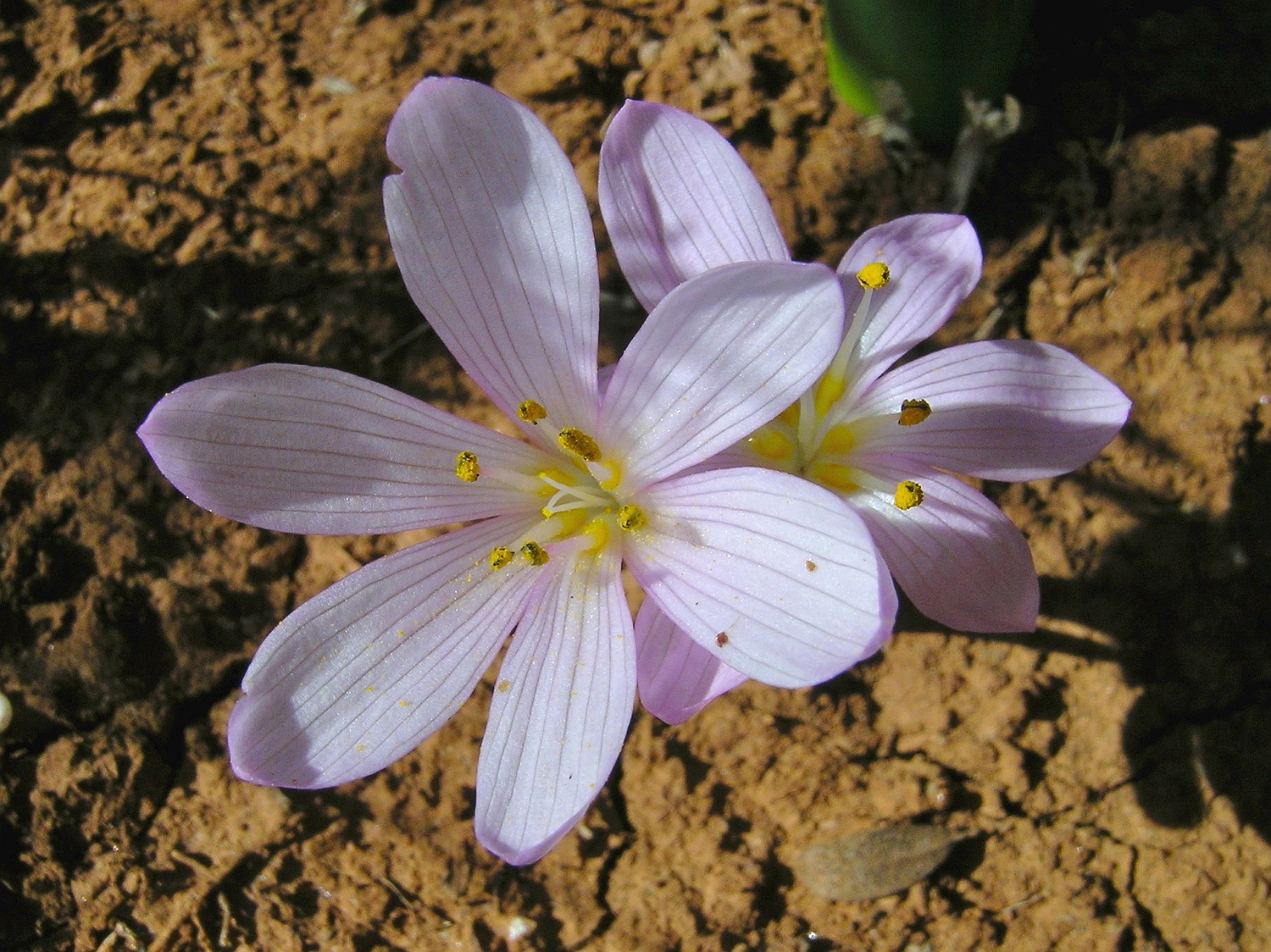 Colchicum pusillum
