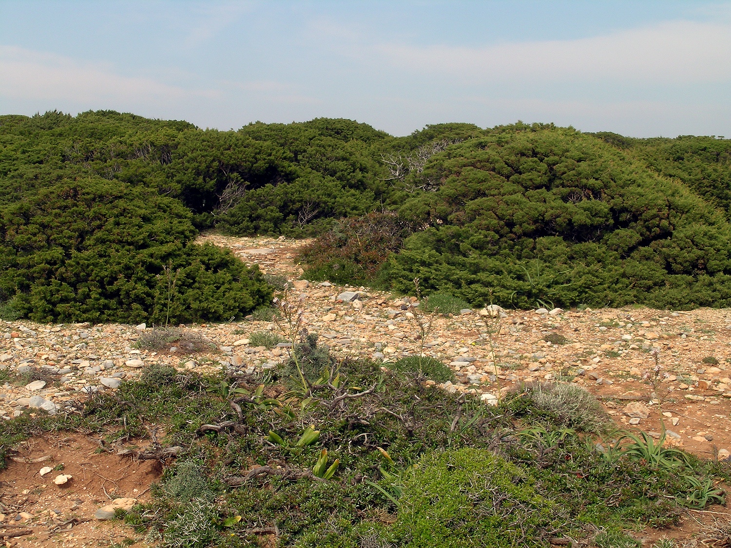 Phönizischer Wacholder, Juniperus phoenicea