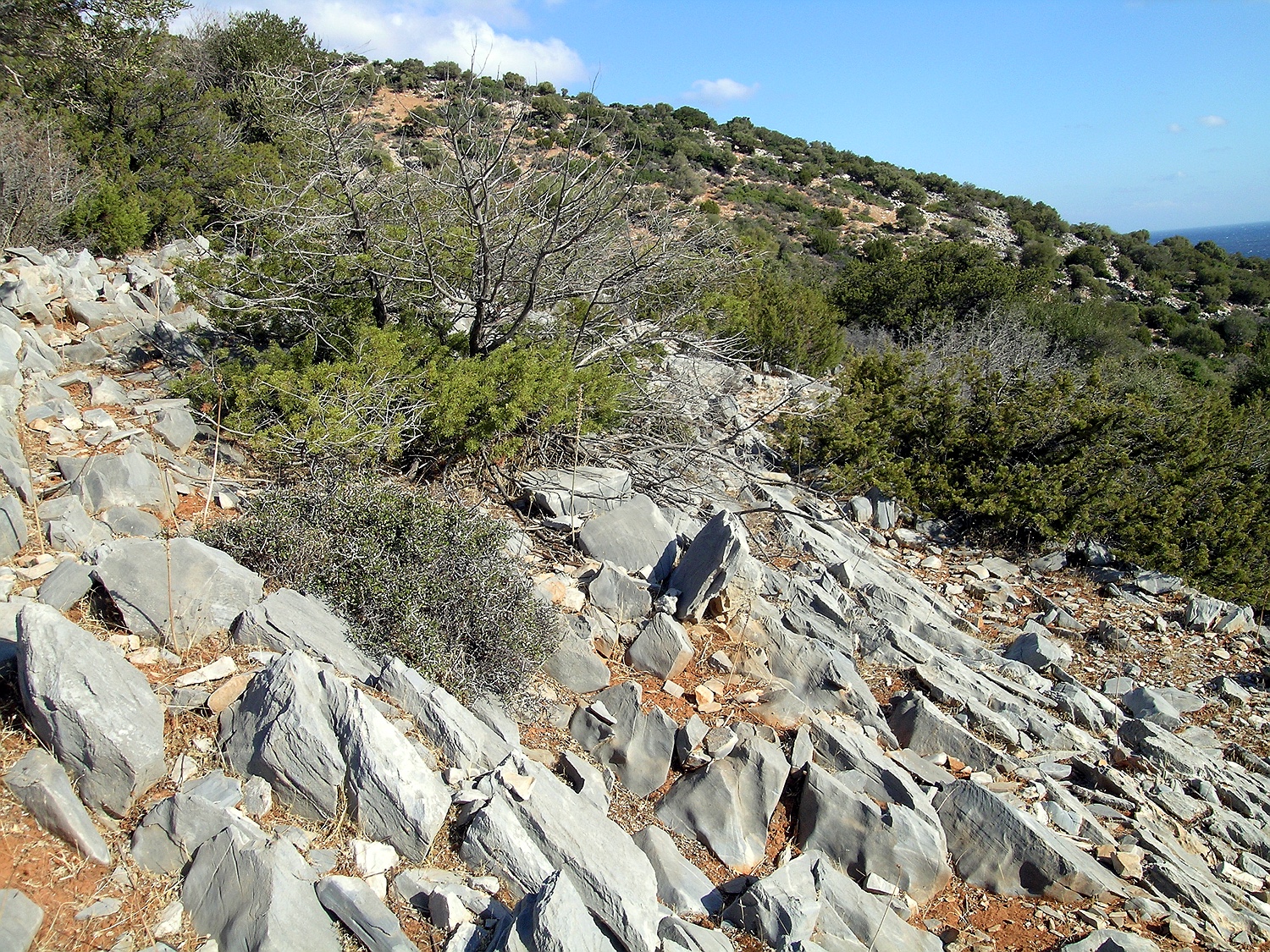 Phönizischer Wacholder, Juniperus phoenicea