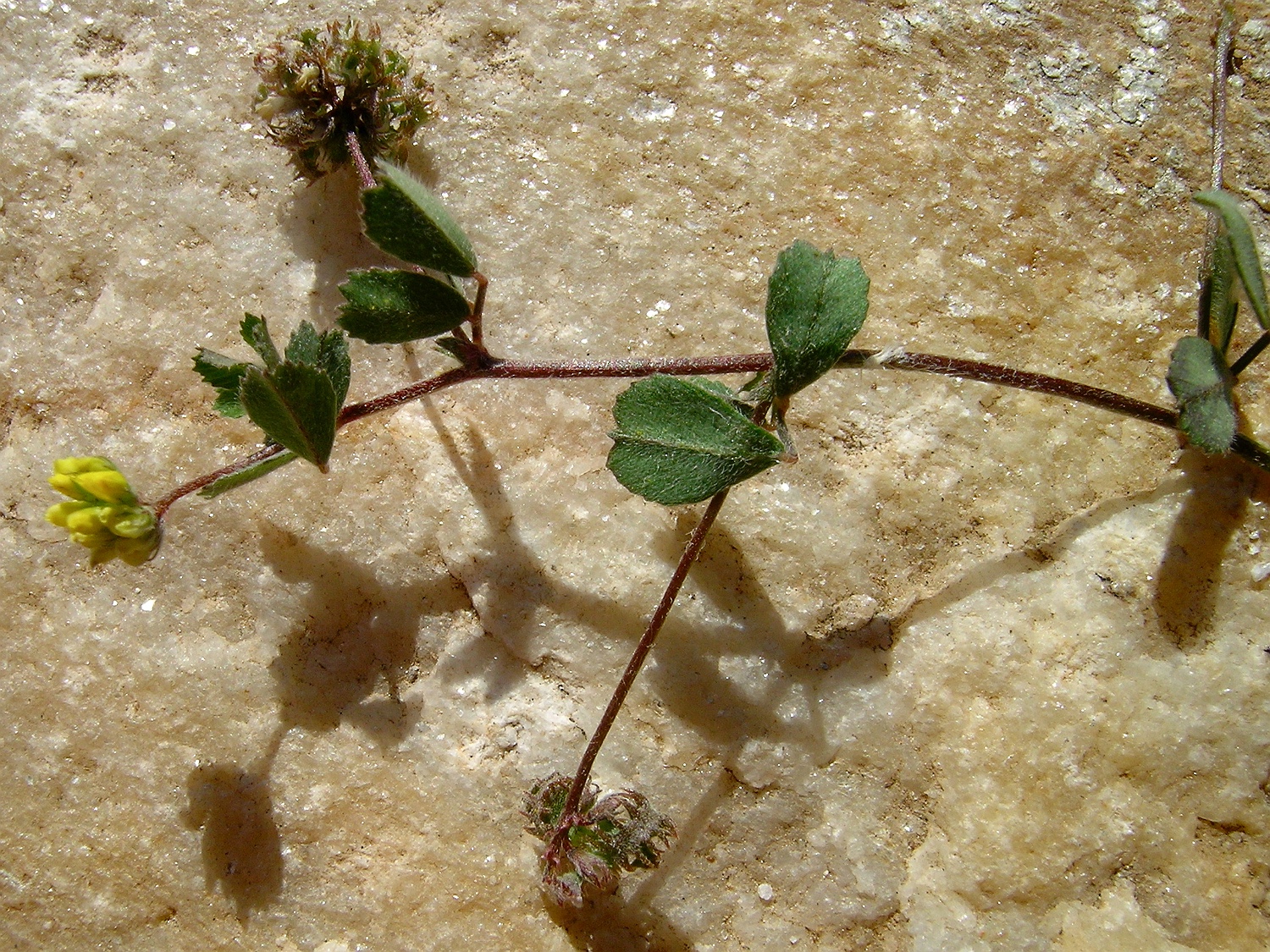 Medicago coronata