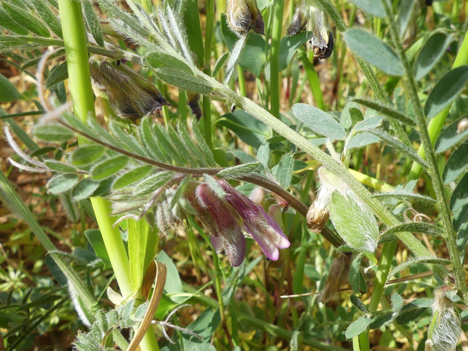 Pannonische Wicke, Vicia pannonica