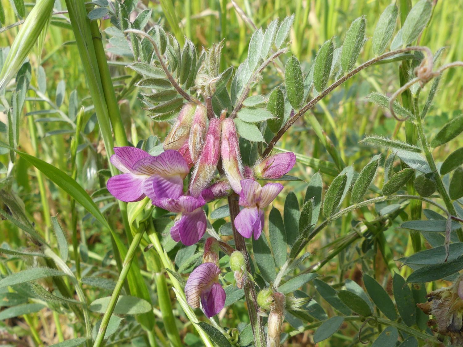 Pannonische Wicke, Vicia pannonica