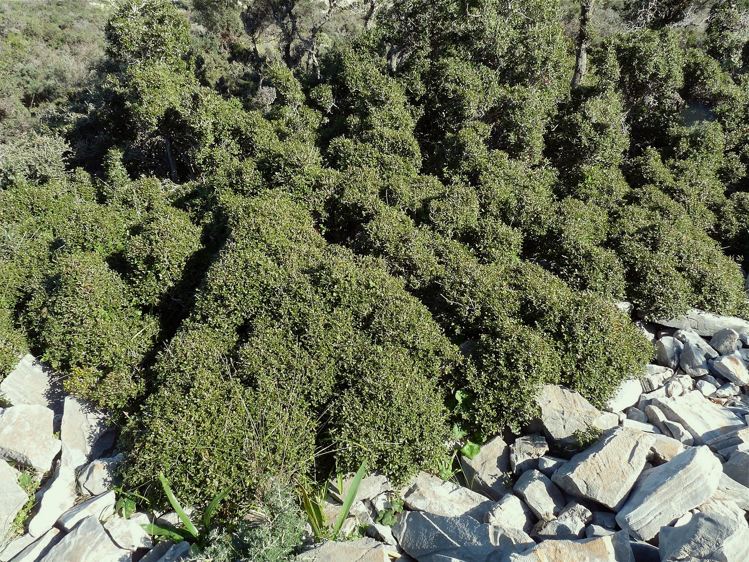 Kermeseiche, Quercus coccifera