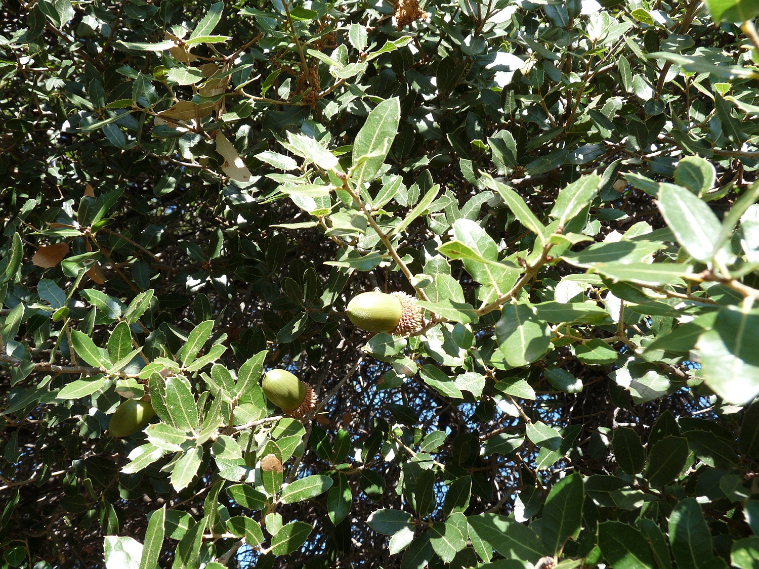 Kermeseiche, Quercus coccifera