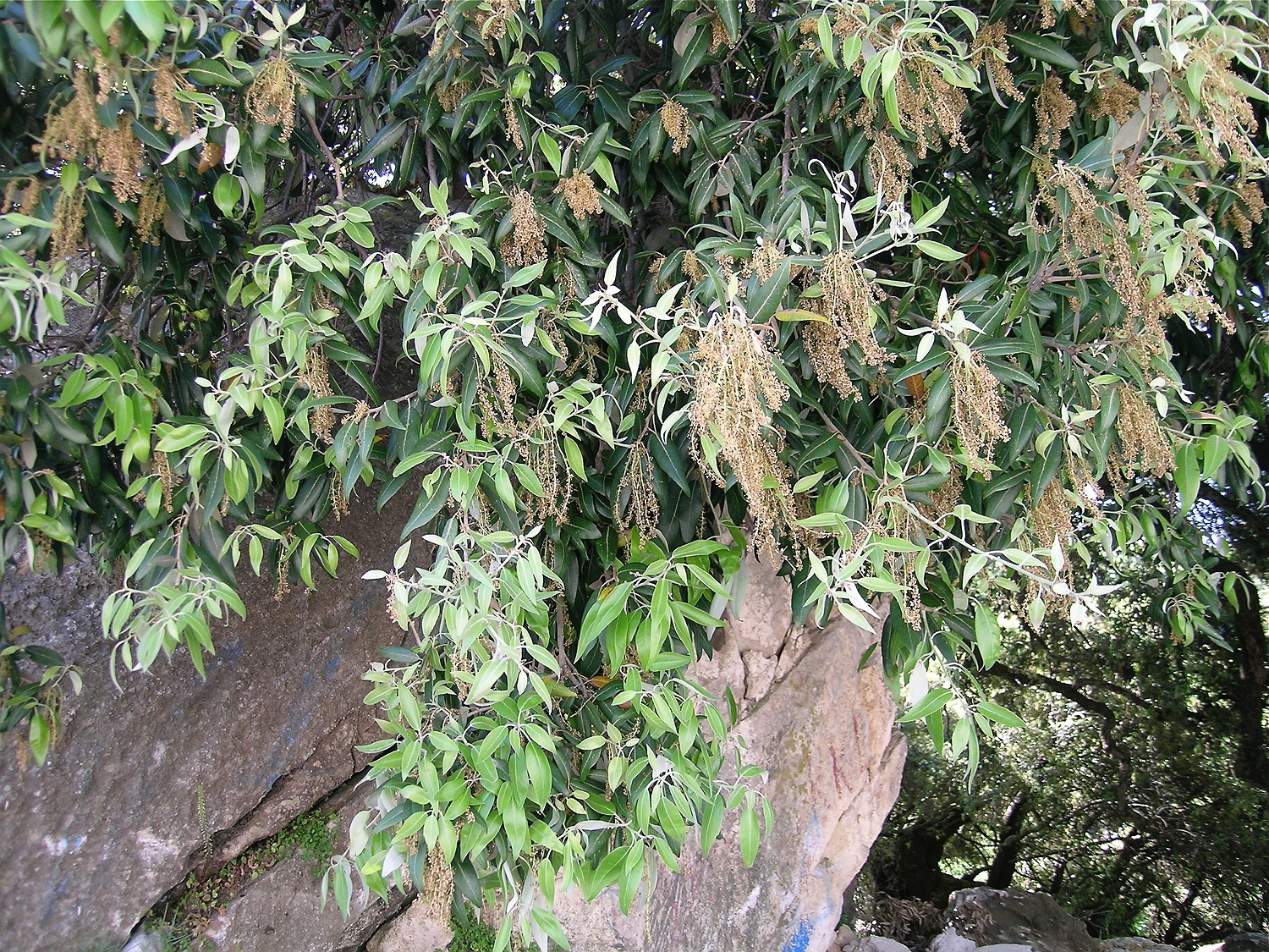 Steineiche, Quercus ilex