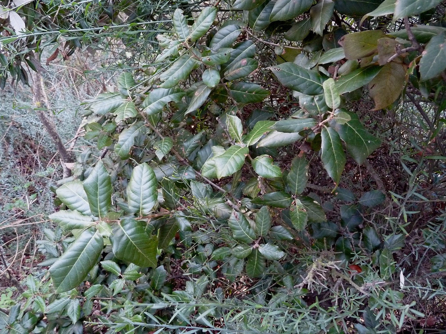 Steineiche, Quercus ilex