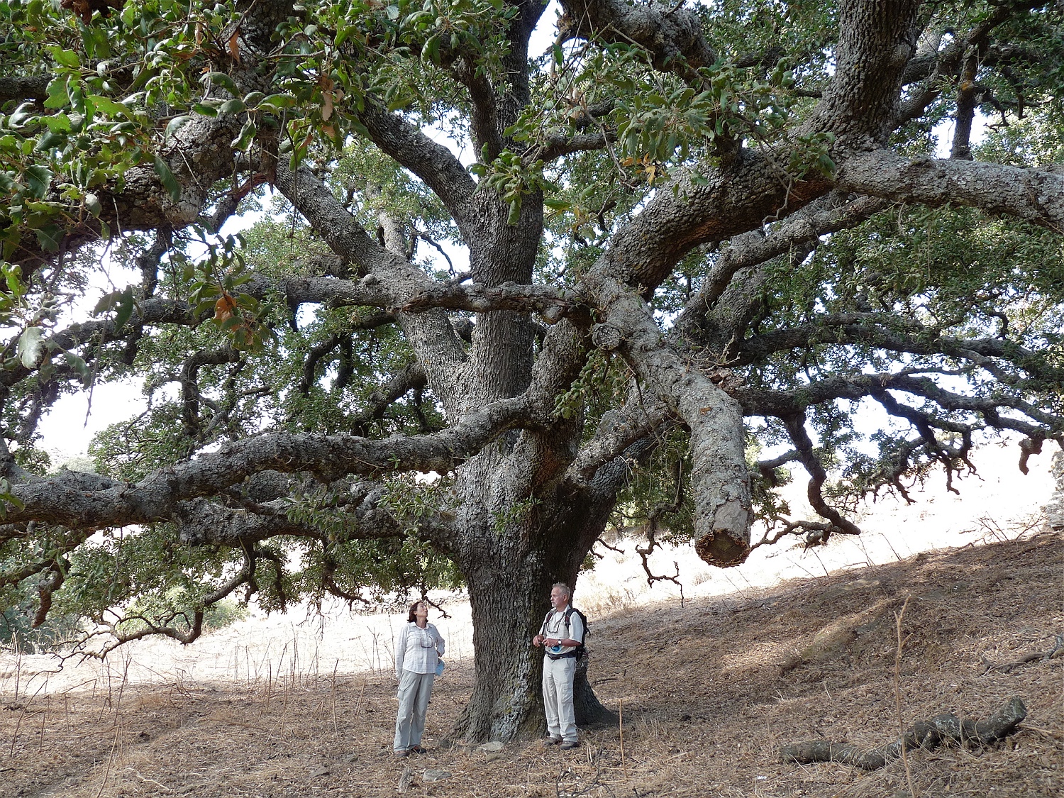 Walloneneiche, Quercus ithaburensis ssp. macrolepis