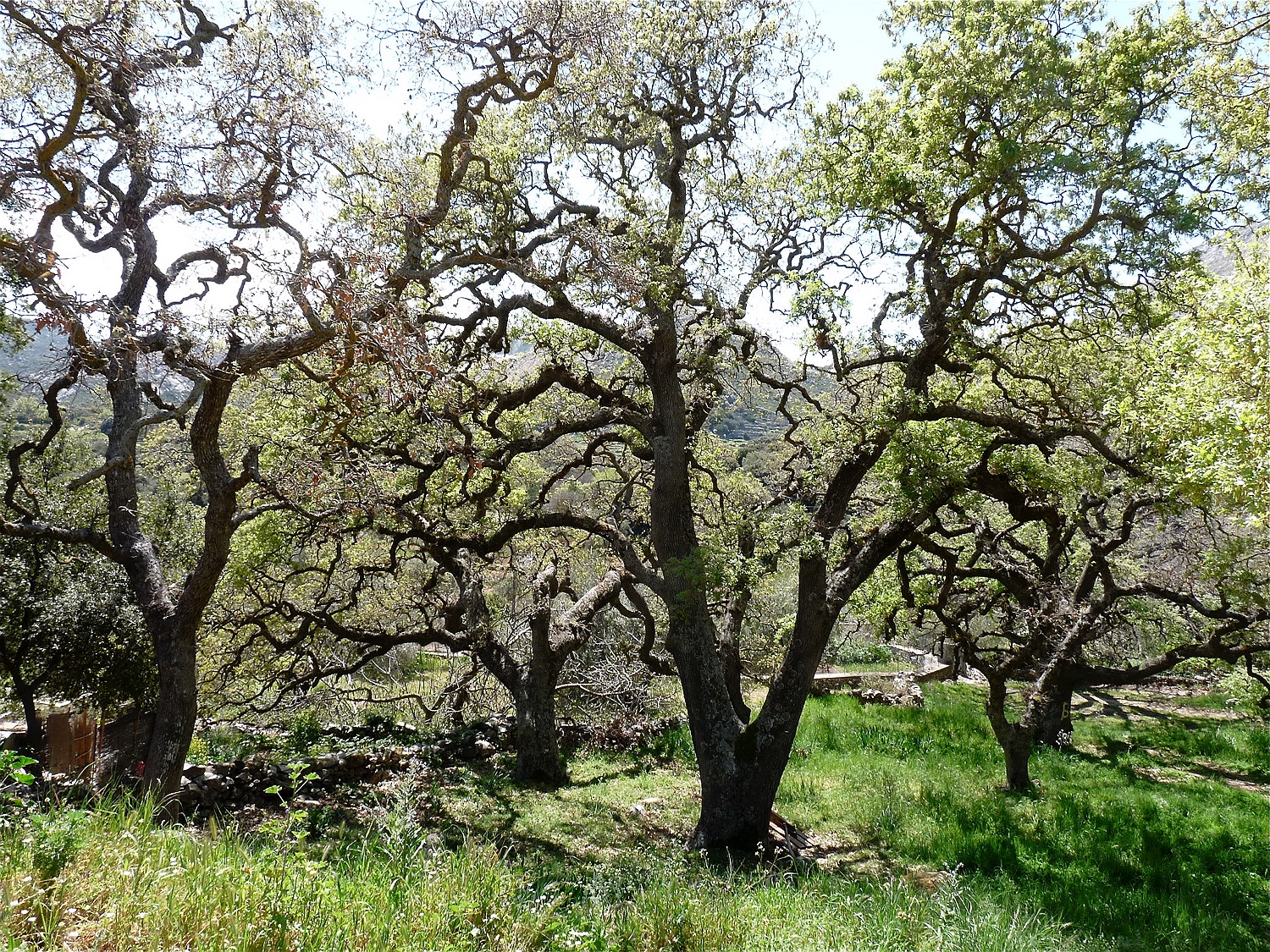 Flaumeiche, Quercus pubescens