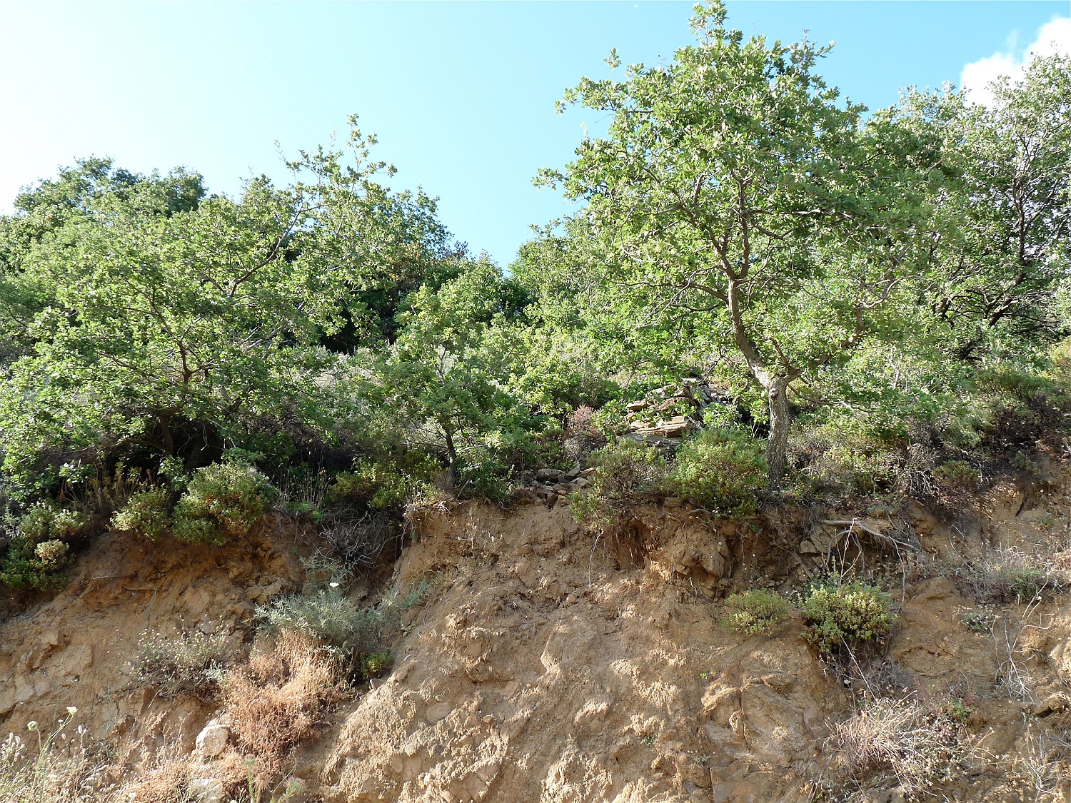 Flaumeiche, Quercus pubescens