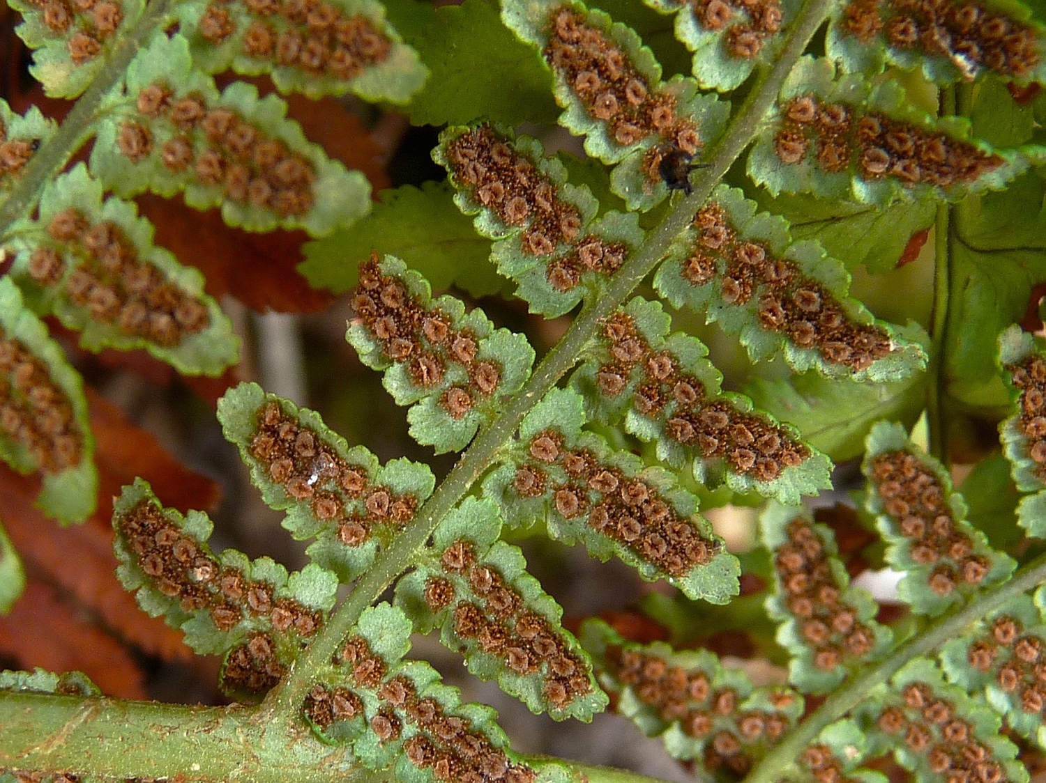 Starrer Wurmfarn, Dryopteris villarii ssp. pallida