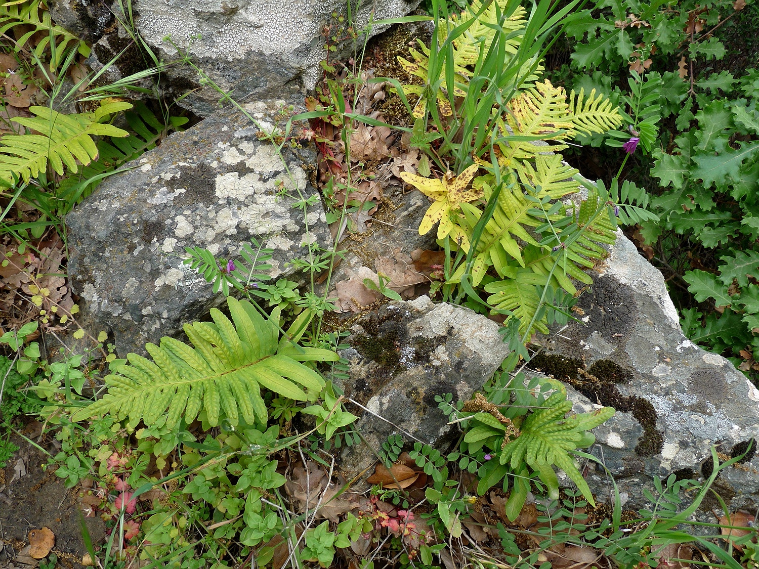 Südlicher Tüpfelfarn, Polypodium cambricum