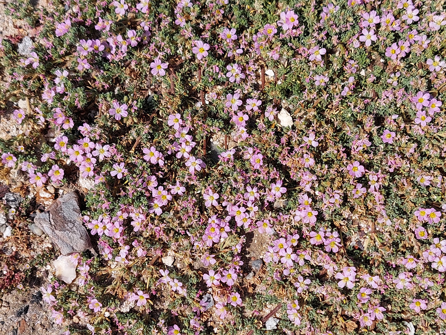 Behaarte Frankenie, Frankenia hirsuta
