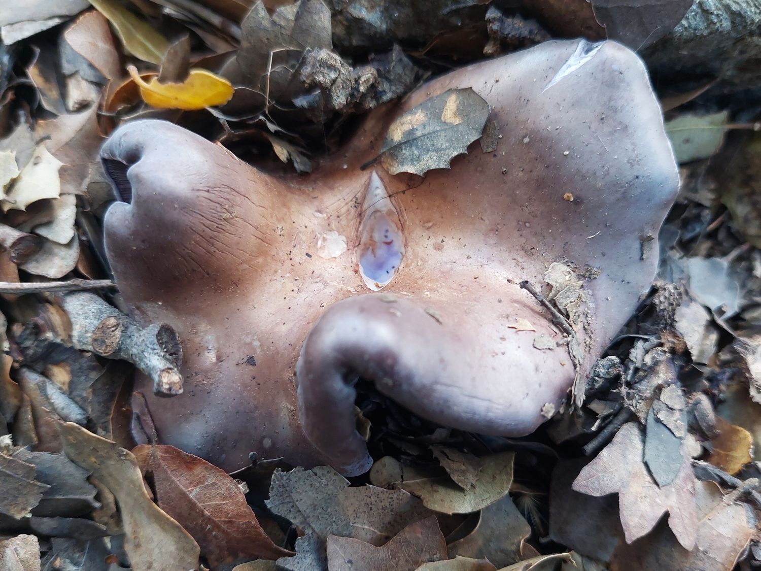 Violetter Rötelritterling, Collybia nuda