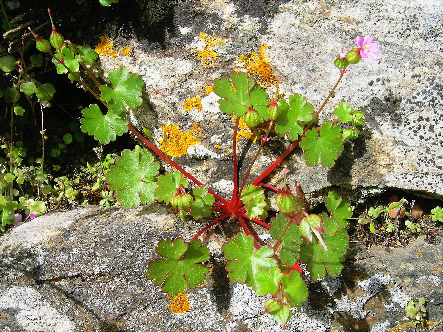 Glänzender Storchschnabel, Geranium lucidum
