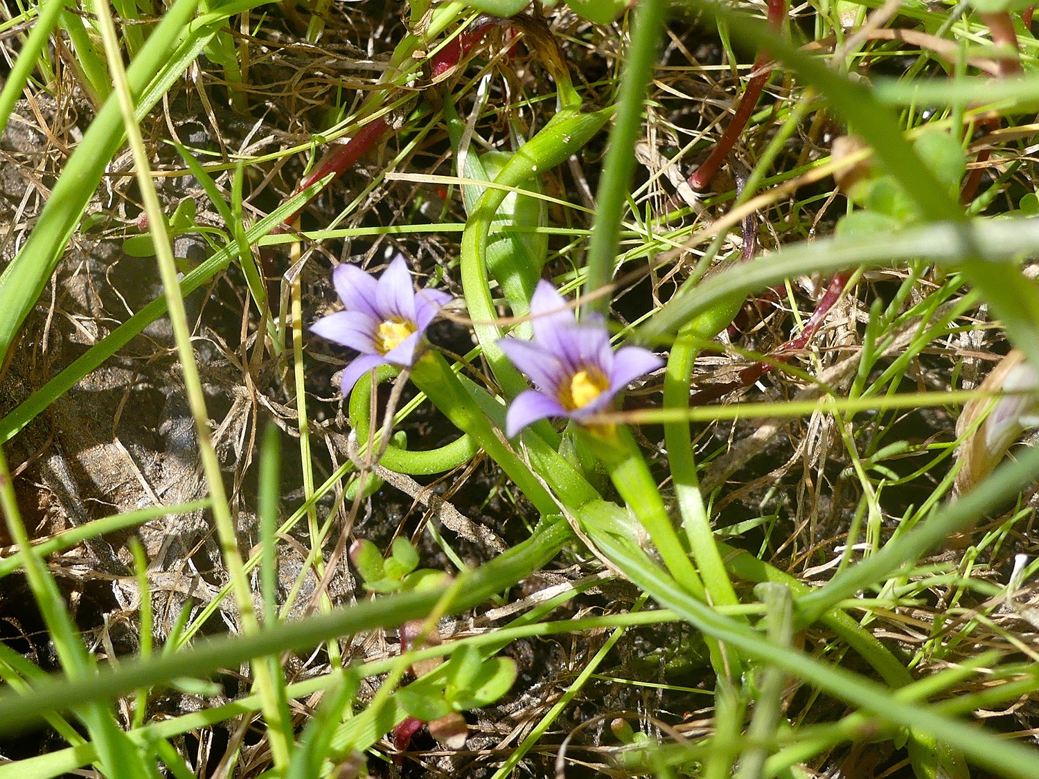 Romulea linaresii ssp. graeca