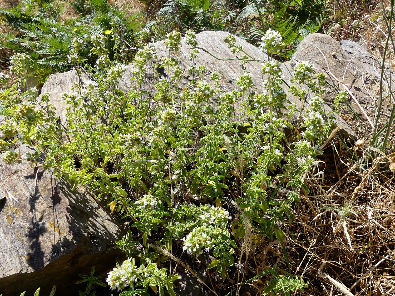 Griechischer Oregano, Origanum vulgare ssp. hirtum