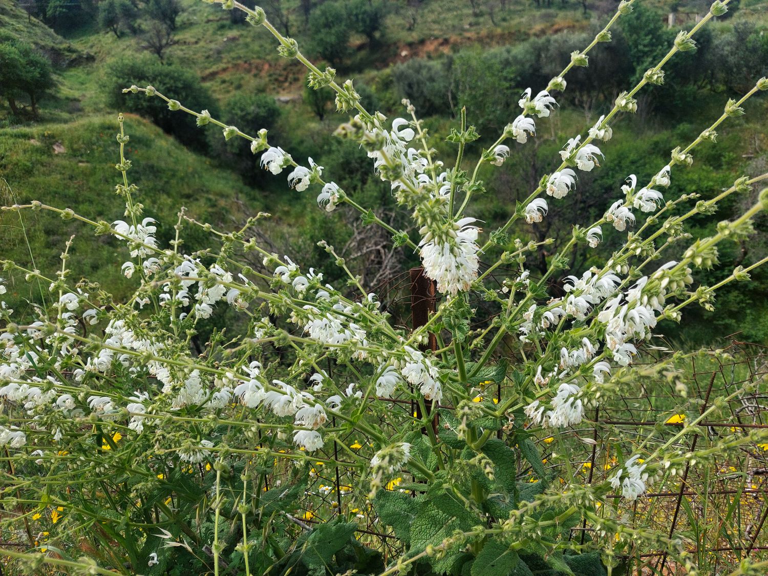 Silber-Salbei, Salvia argentea