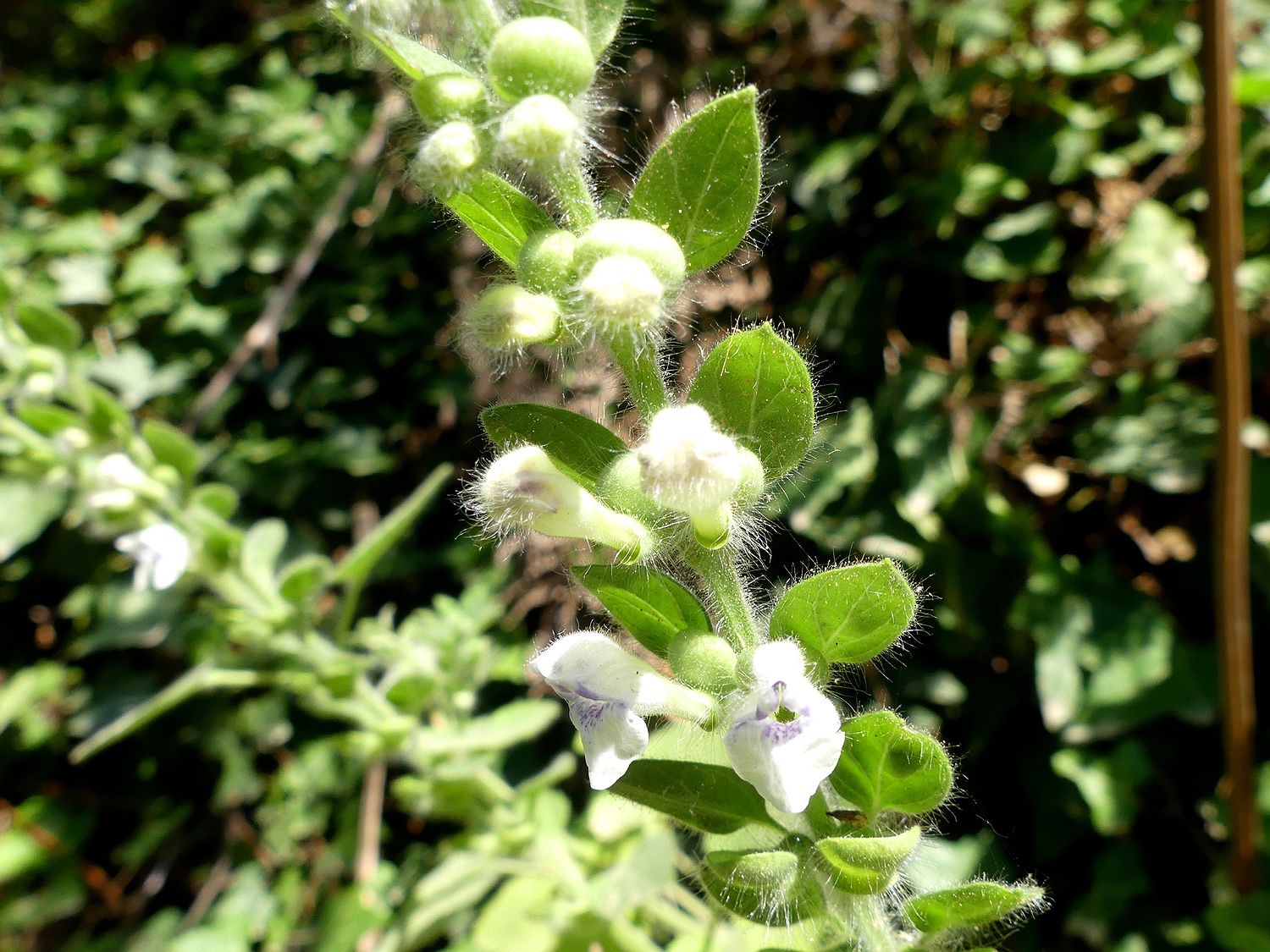 Helmkraut, Scutellaria albida, im Wald bei Komiaki, Naxos