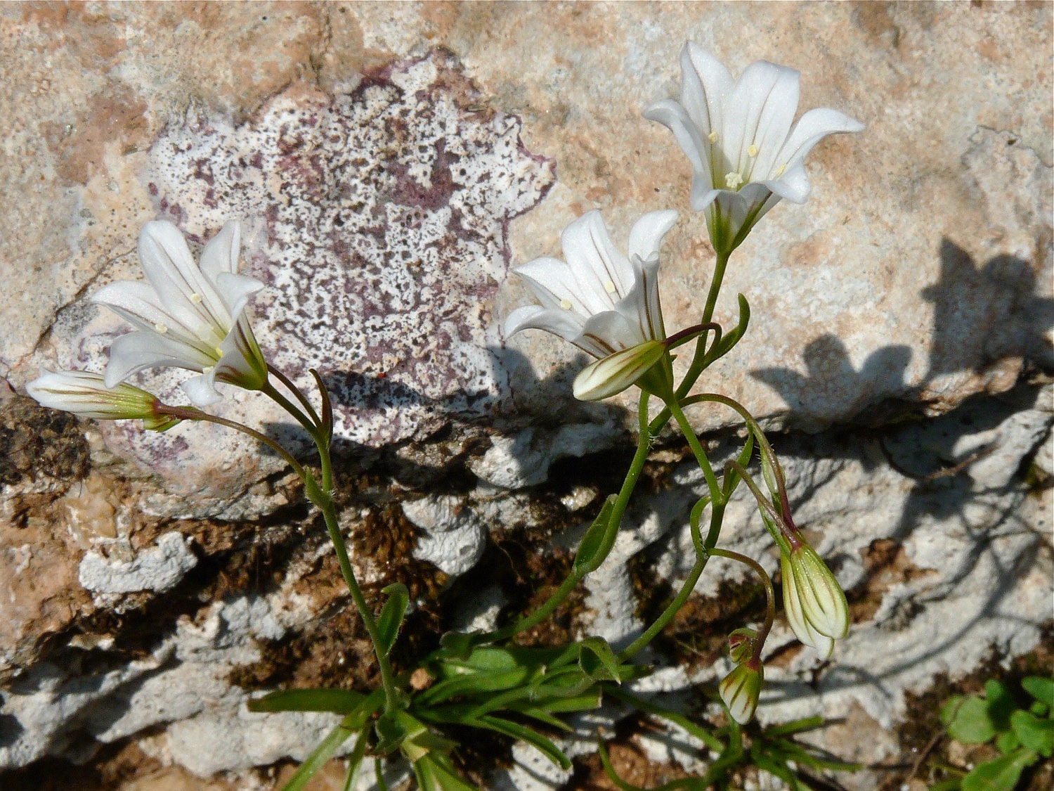 Griechische Faltenlilie, Gagea graeca