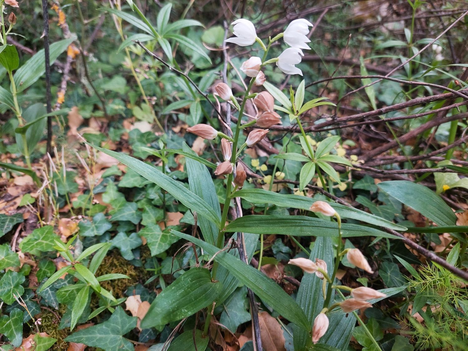 Langblättriges Waldvöglein, Cephalanthera longifolia