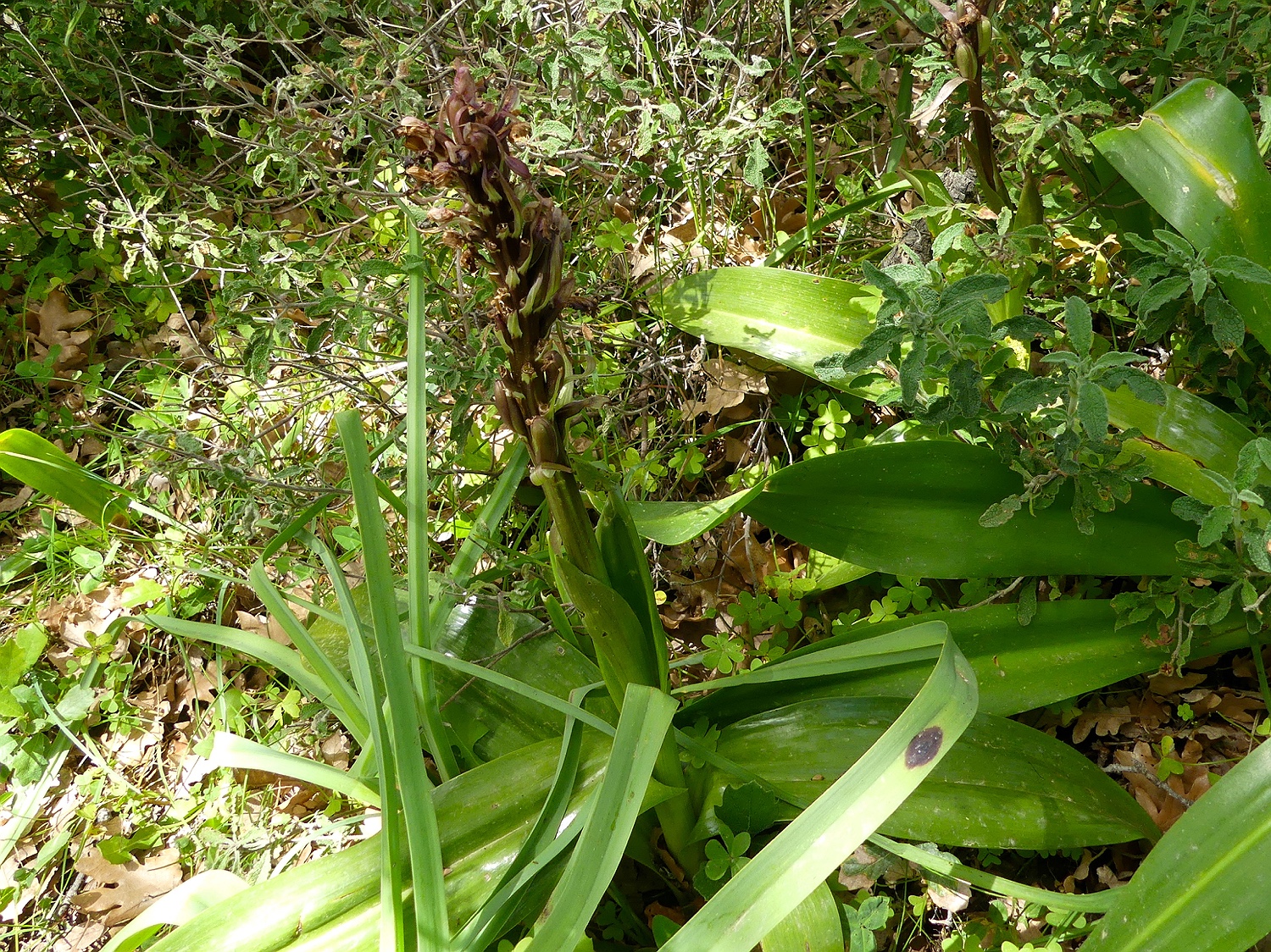 Riesenknabenkraut, Himantoglossum robertianum