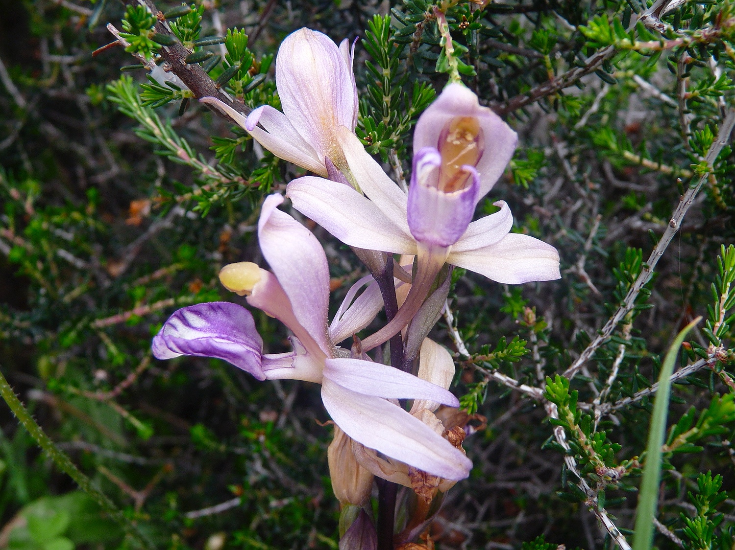 Violetter Dingel, Limodorum abortivum