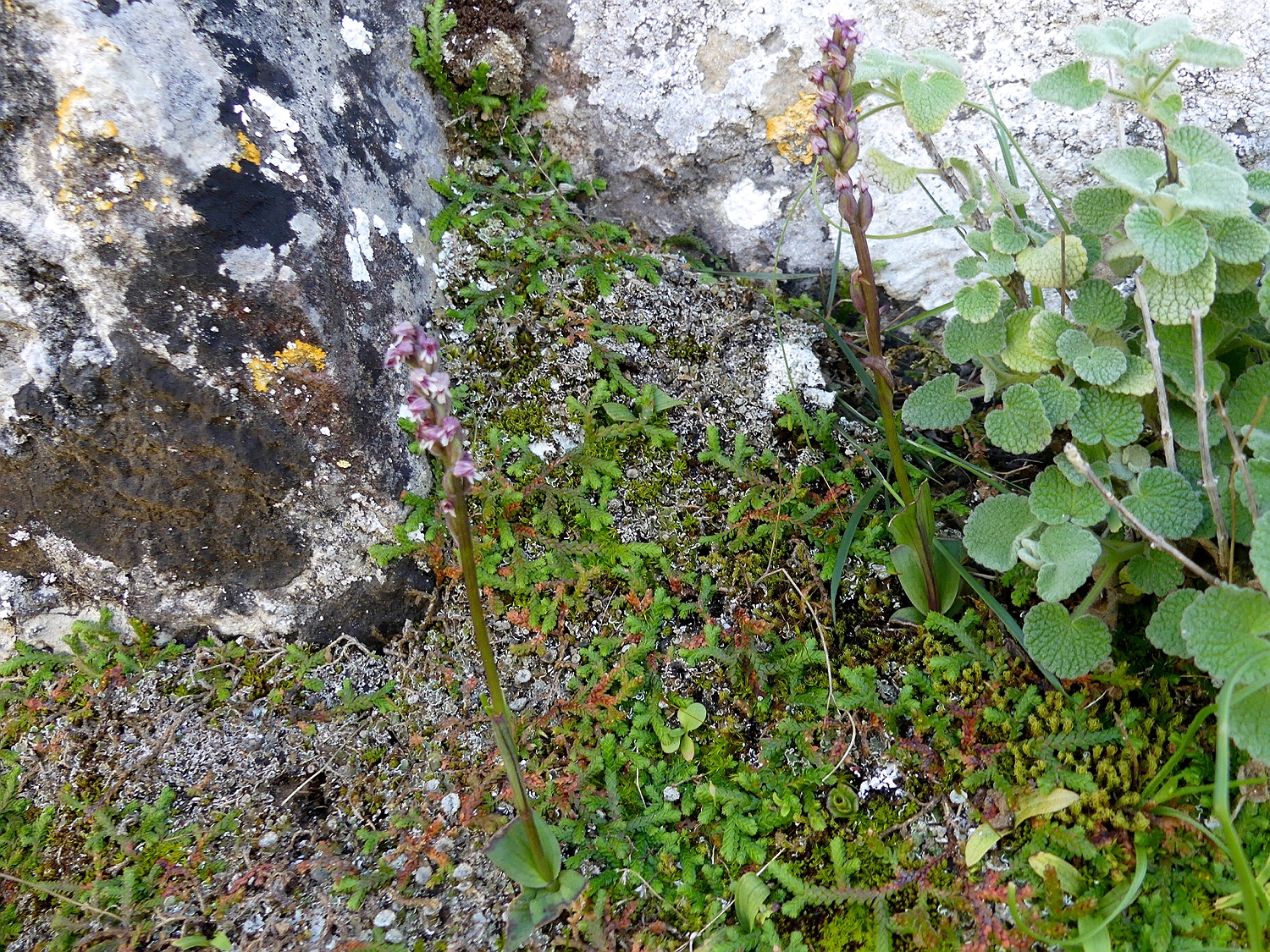 Keuschorchis oder Gefleckte Waldwurz, Neotinea maculata