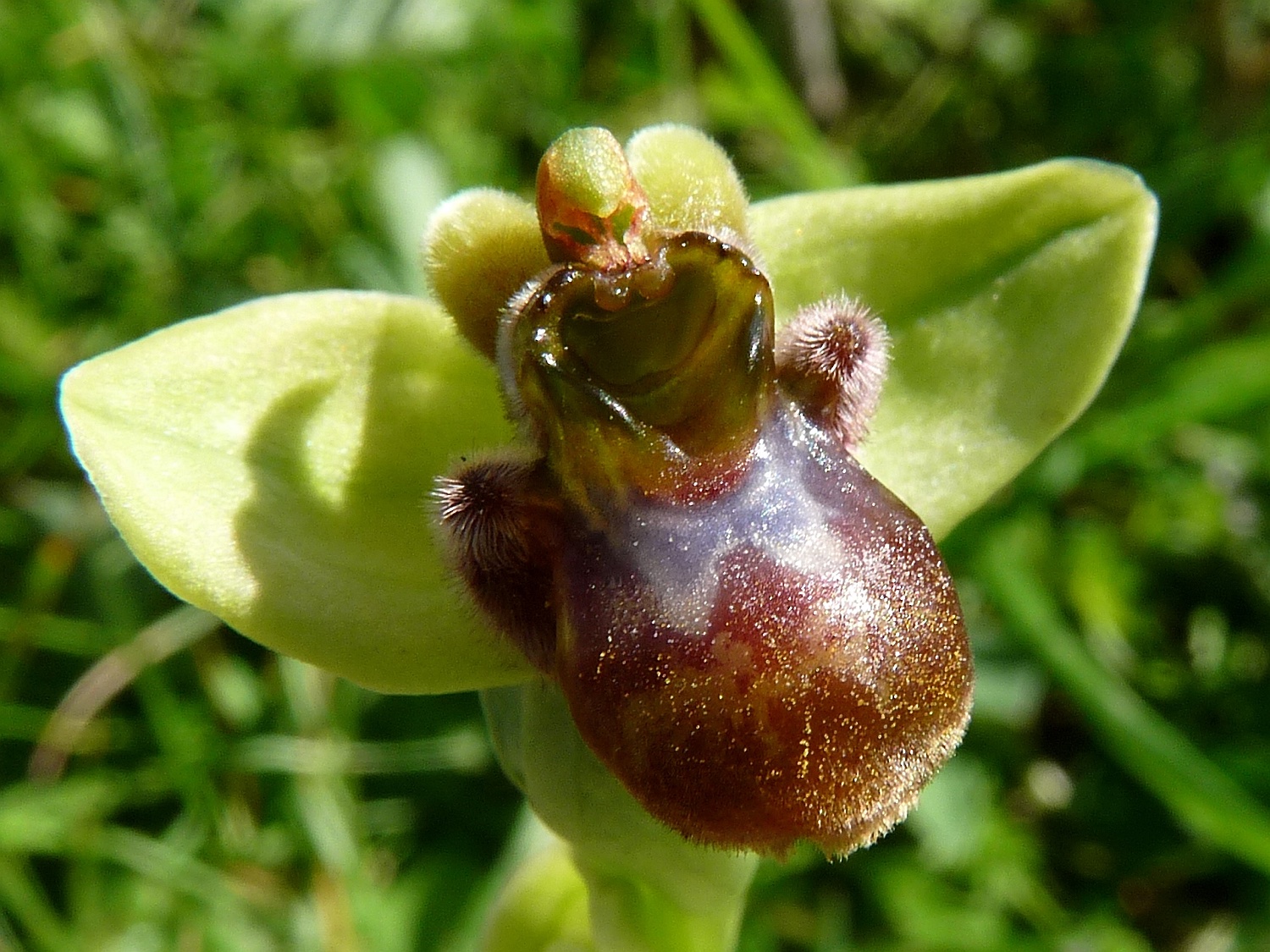Drohnen-Ragwurz, Ophrys bombyliflora
