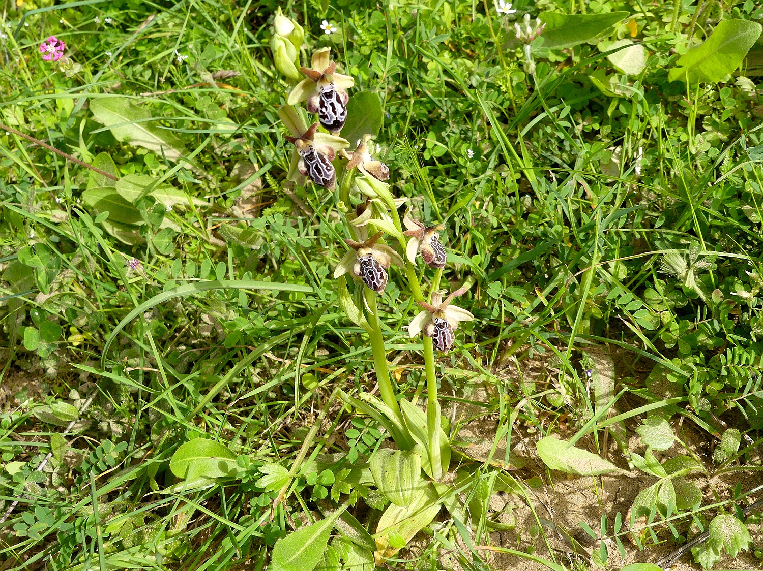 Kretische Ragwurz, Ophrys cretica ssp. karpathensis