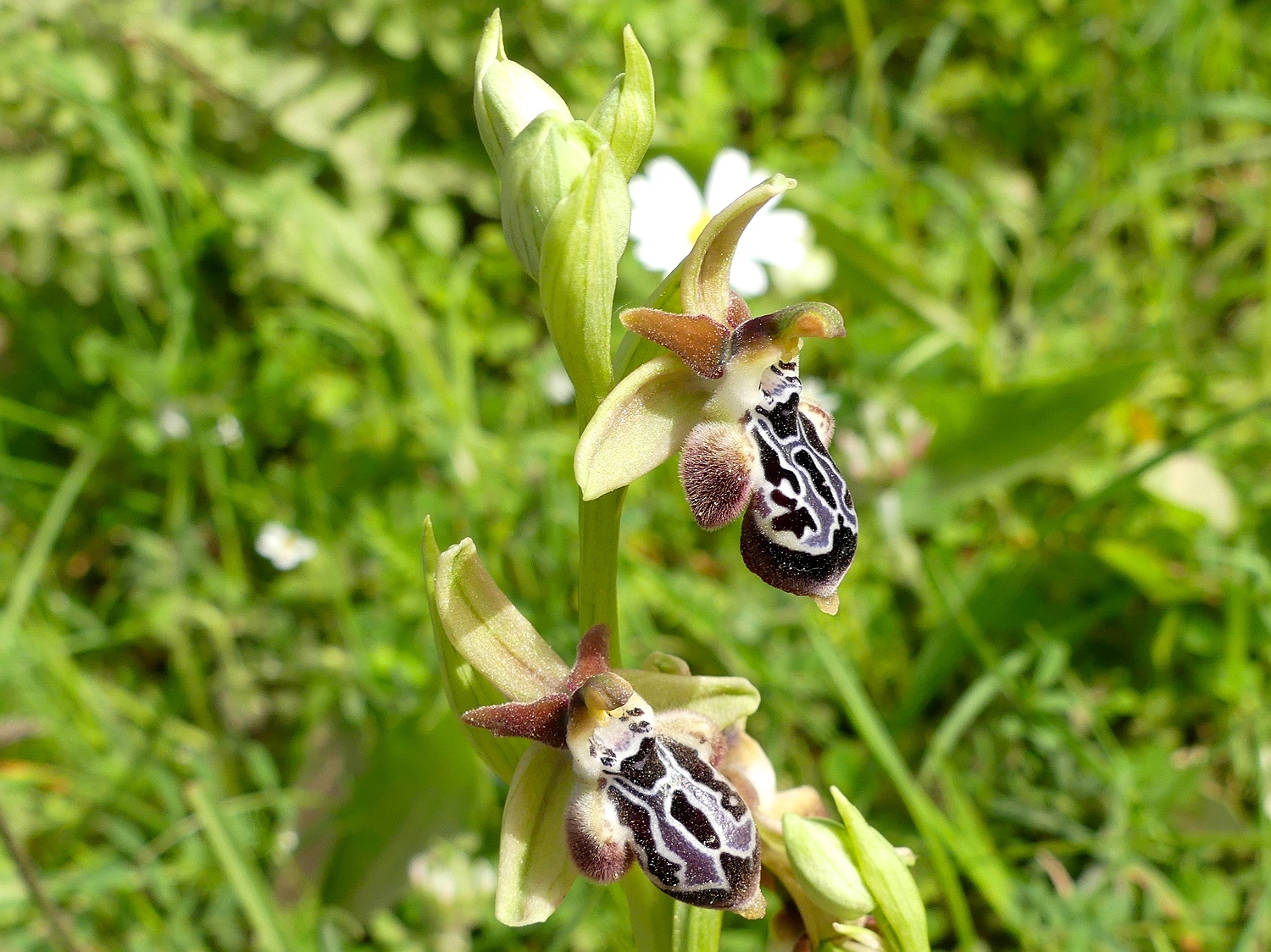 Kretische Ragwurz, Ophrys cretica ssp. karpathensis