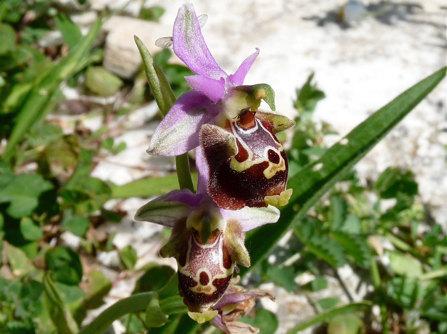 Hummel-Ragwurz, Ophrys fuciflora ssp. fuciflora