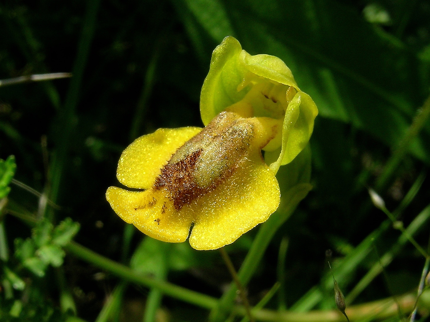 Gelbe Ragwurz, Ophrys lutea ssp. galilaea