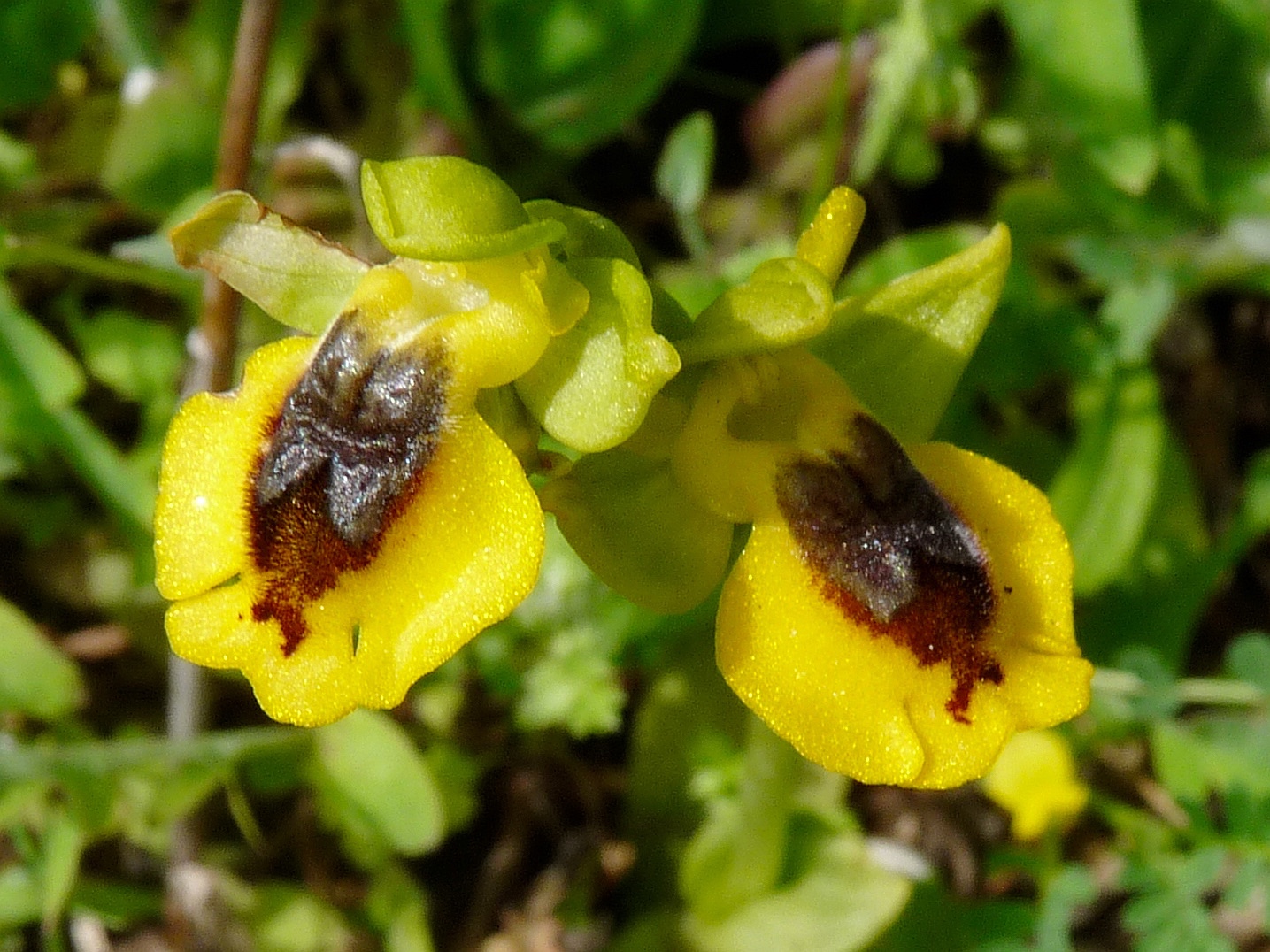 Gelbe Ragwurz, Ophrys lutea ssp. lutea