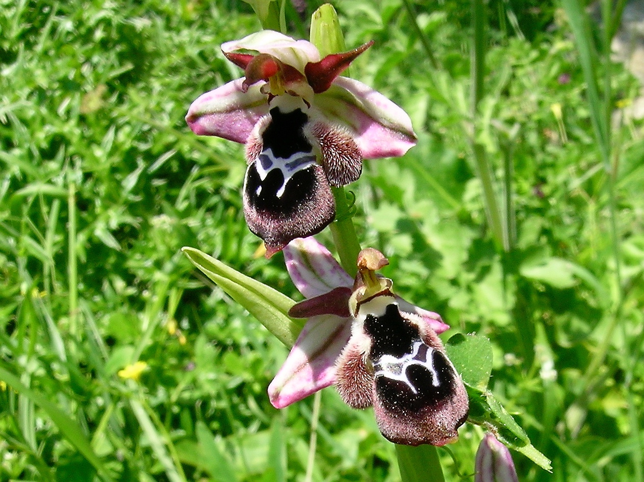 Reinholds Ragwurz, Ophrys reinholdii