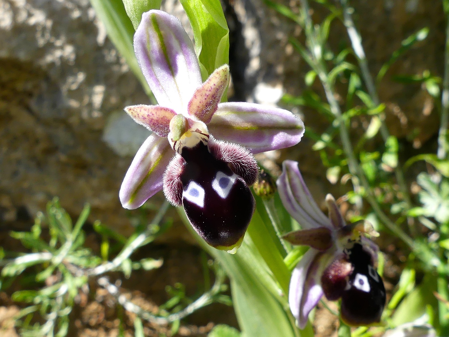 Reinholds Ragwurz, Ophrys reinholdii