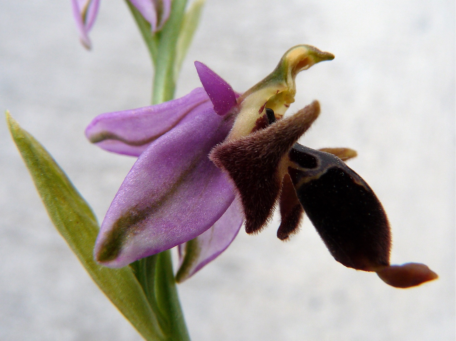 Heldreichs Ragwurz, Ophrys scolopax ssp. heldreichii